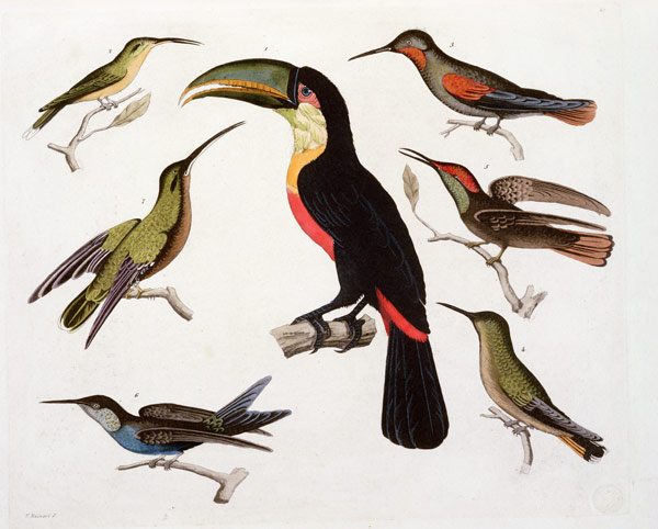 Native birds, including the Toucan (centre), Amazon, Brazil, from 'Le Costume Ancien et Moderne', Vo à Friedrich Alexander, Baron von Humboldt