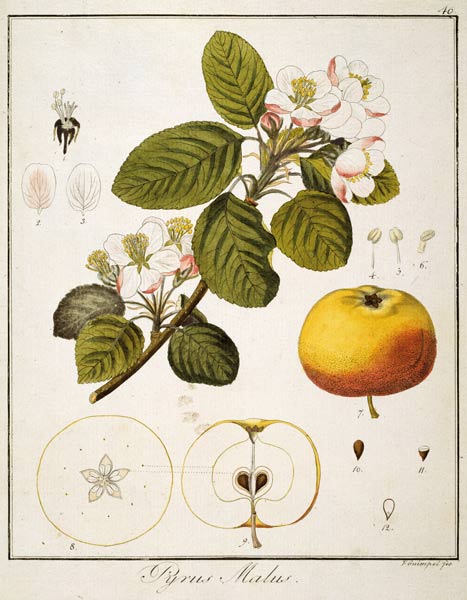 Apfel/Radierung Guimpel à Friedrich Guimpel