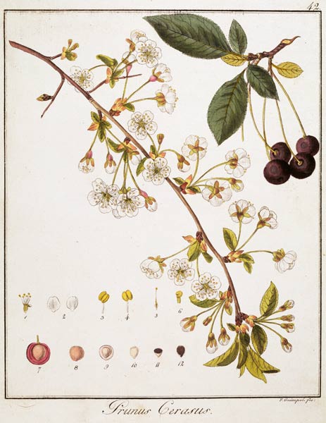 Cherry / Etching by Guimpel à Friedrich Guimpel