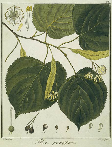 Linde (Tilia pauciflora)/Radierung Haas à Friedrich Guimpel