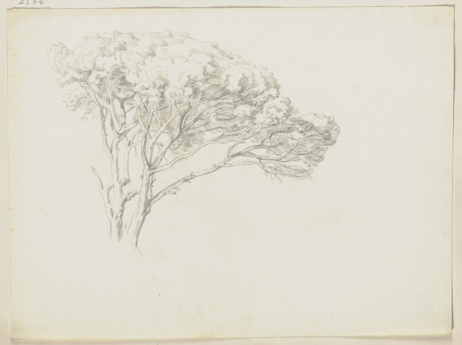 Tree à Friedrich Metz
