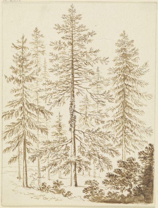 Eine Gruppe von Nadelbäumen à Friedrich Wilhelm Hirt