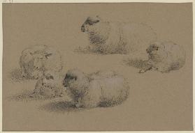 Five resting sheep