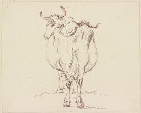 Cow, back view
