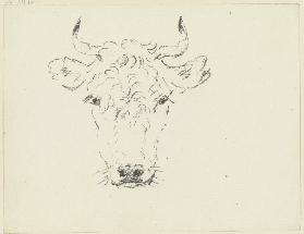 Cattle head en face