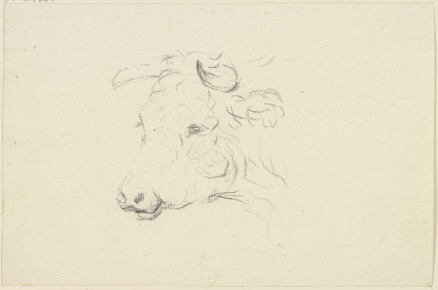 Cattle head to the left à Friedrich Wilhelm Hirt