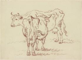 Two standing cows