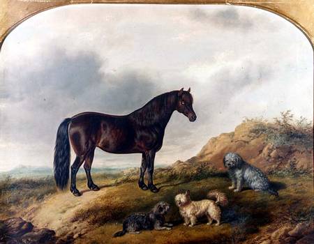 A Pony and three Terriers in a landscape à G. Jackson