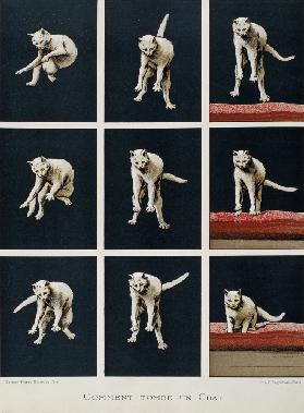 How a Cat Falls, from 'Les Dernieres Merveilles de la Science' by Daniel Bellet