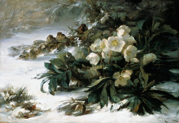 roses de neige à Gabriel Edouard Thurner
