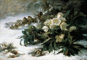 roses de neige