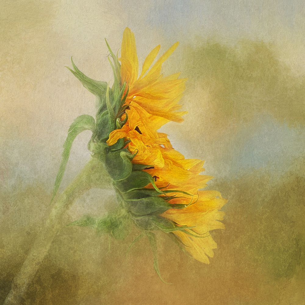 Fading Sunflower à Gaille Gray