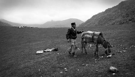 Shepherd with donkey