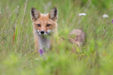 Fox kit in the meadow