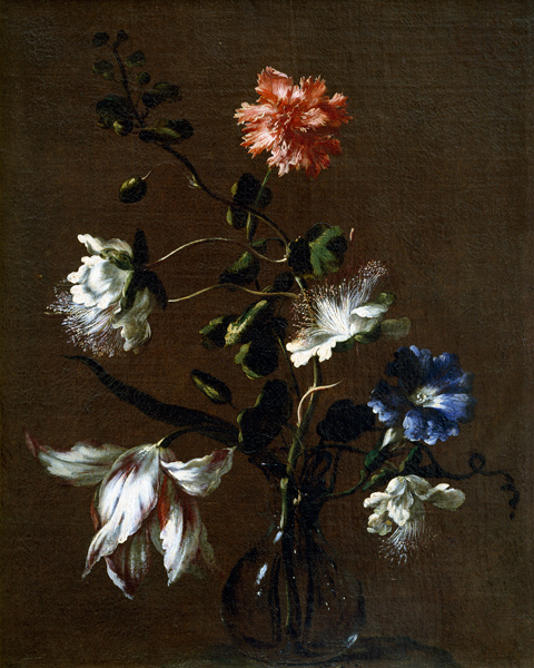 Still life of Caper Flowers, Carnations, Bindweed and Tulips à Gasparo Lopez