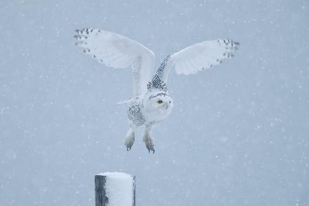 Snowy Owl