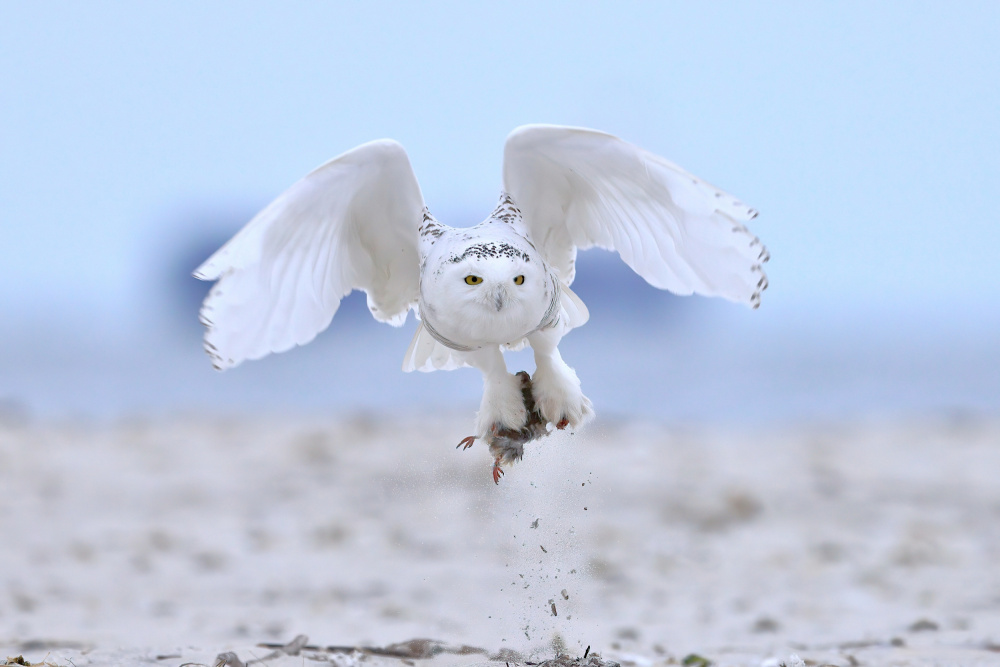 Snowy Owl à Gavin Lam