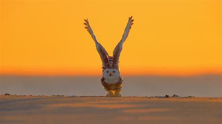 Snowy Owl at Sunrise