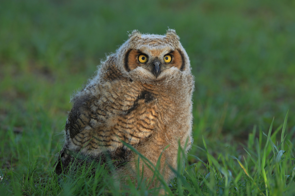 Great Horned Owl …Baby à Gavin Lam