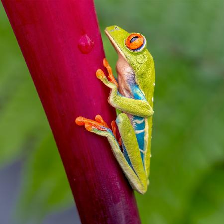 Agalychnis callidryas