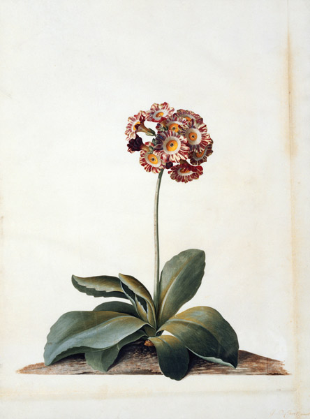 Primula Auricula Variegata. à Georg Dionysius Ehret