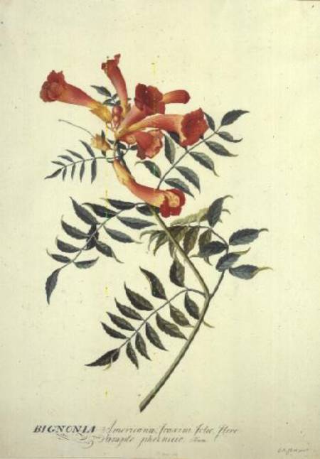 Bignonia americana, watercolour à Georg Dionysius Ehret