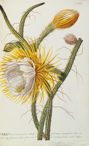Cactus: Cereus from Trew's 'Plantae Selectae' 1750-73 à Georg Dionysius Ehret