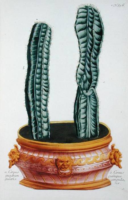 Cereus quadrangularis and Cereus quinque angularis, from 'Phytanthoza Iconographia', by Johann Wilhe à Georg Dionysius Ehret