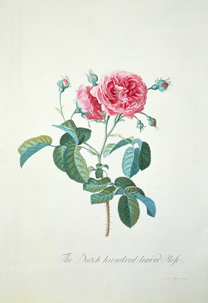 Rose: Dutch hundred-leaved Rose à Georg Dionysius Ehret