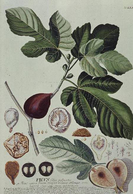 Ficus (Fig) à Georg Dionysius Ehret