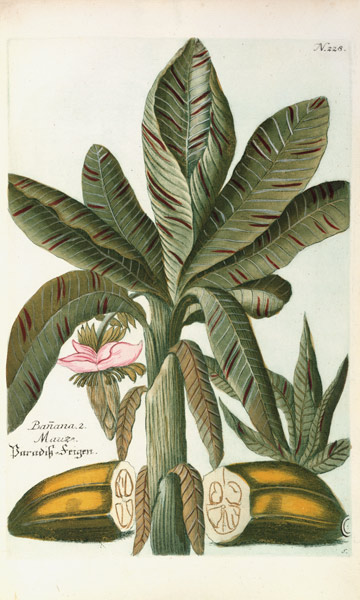 Banana, from J. Weinmann's Phytanthoza Iconographia à Georg Dionysius Ehret