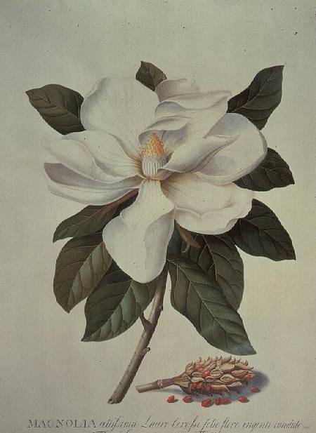 Magnolia à Georg Dionysius Ehret