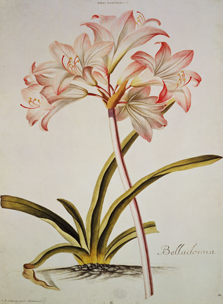 Lily: Lilium belladonna, (pl.12) from Trew's Hortus Nitidissumus 1 à Georg Dionysius Ehret