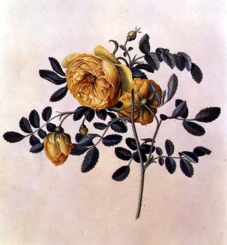 Rosa hemispherica à Georg Dionysius Ehret