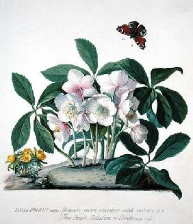 Helleborus Niger (litho)