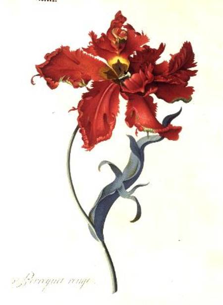 Tulip: Perroquet Rouge à Georg Dionysius Ehret