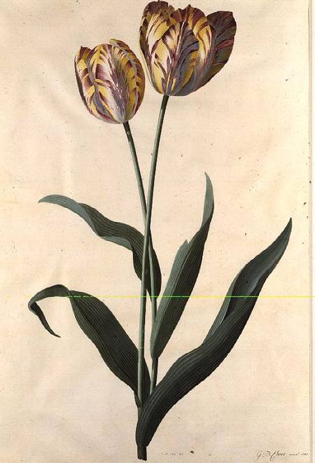 Tulip à Georg Dionysius Ehret