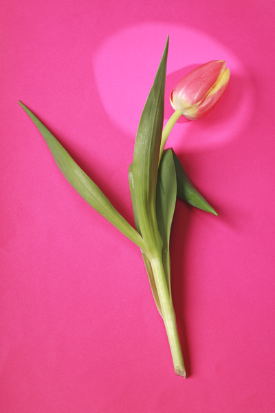 Tulpen à Georg R Brenner