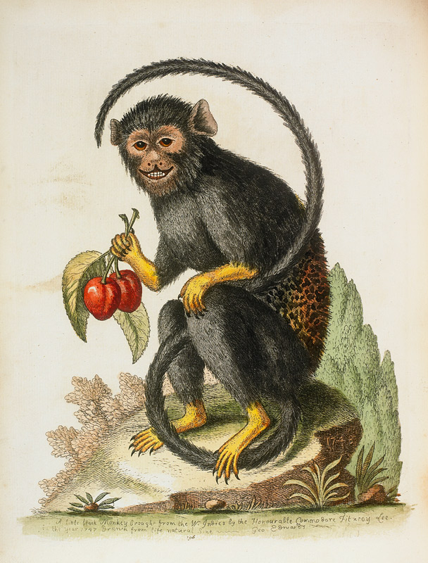 A Little Black Monkey Brought From The West Indies By Commodore Fitzroy Lee à George Edwards