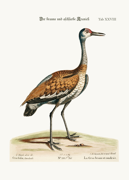 The Brown and Ash-coloured Crane à George Edwards