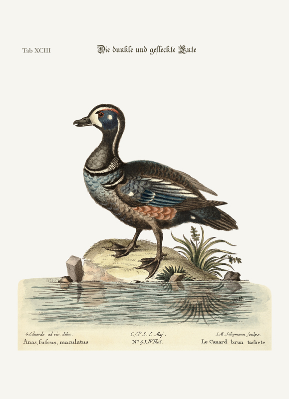 The Dusky and Spotted Duck à George Edwards