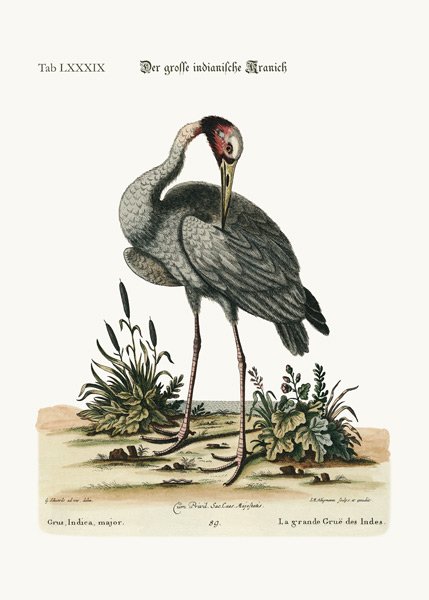 The greater Indian Crane à George Edwards