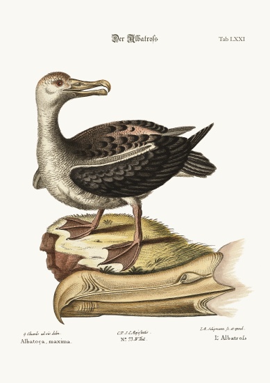 The Albatross à George Edwards