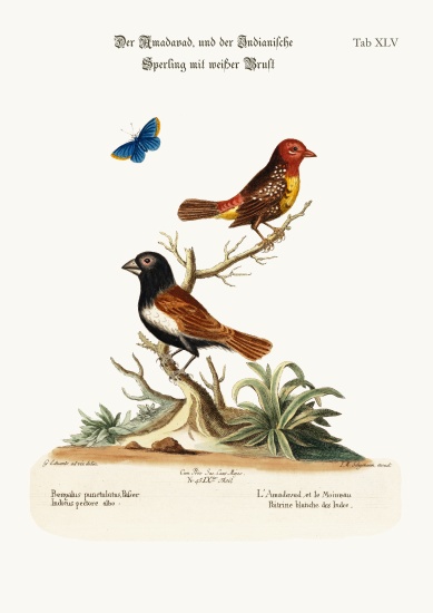 The Amadavad, and the White-breasted Indian Sparrow à George Edwards