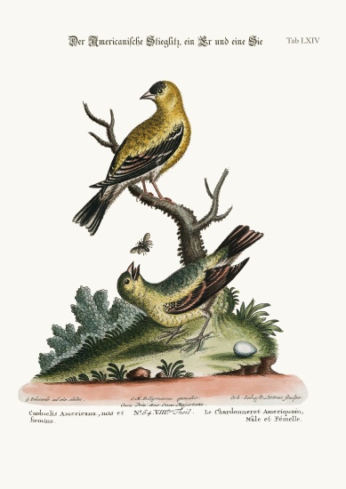 The American Goldfinch, Cock and Hen à George Edwards