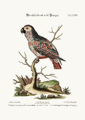 The Ash-coloured and Red Parrot