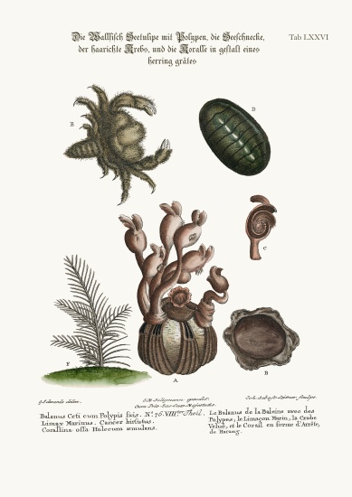 The Balanus of the Whale with Polypes, the Limax Marina, the Hairy Crab, and the Herringbone Coralli à George Edwards
