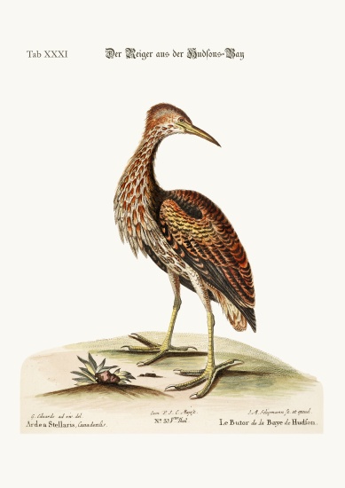 The Bittern from Hudson's Bay à George Edwards
