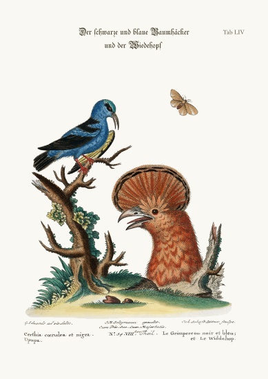 The Black and Blue Creeper, and the Hoopoe Hen à George Edwards