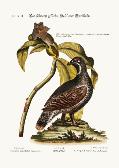 The Black and Spotted Heathcock à George Edwards
